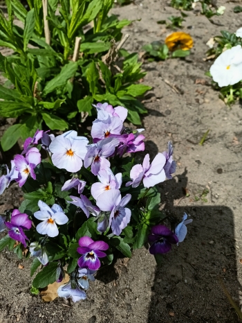 IMG20250409142707