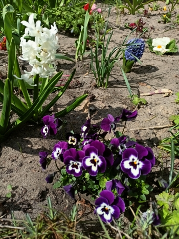 IMG20250409142711